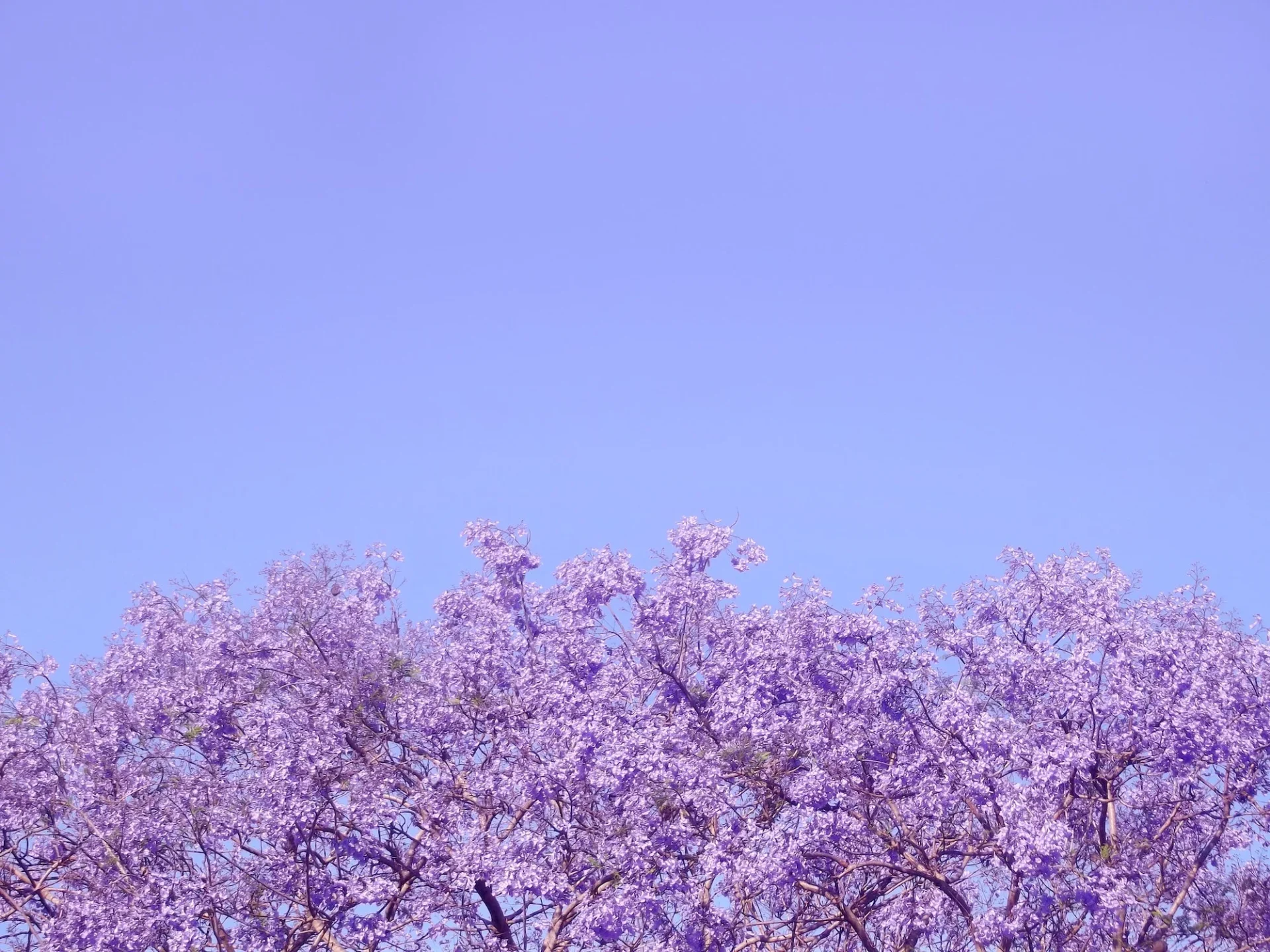 Purple Jacaranda tree against a blue sky